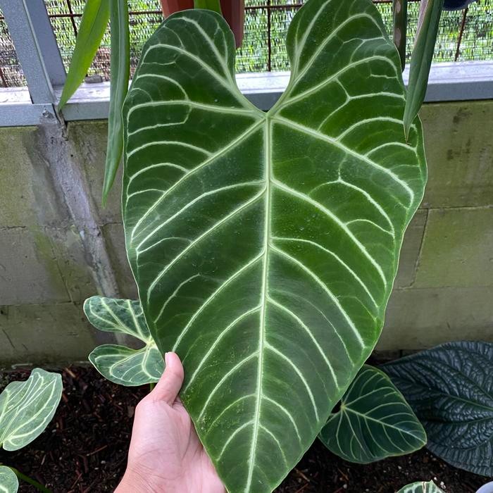 Anthurium Regale Ecuador