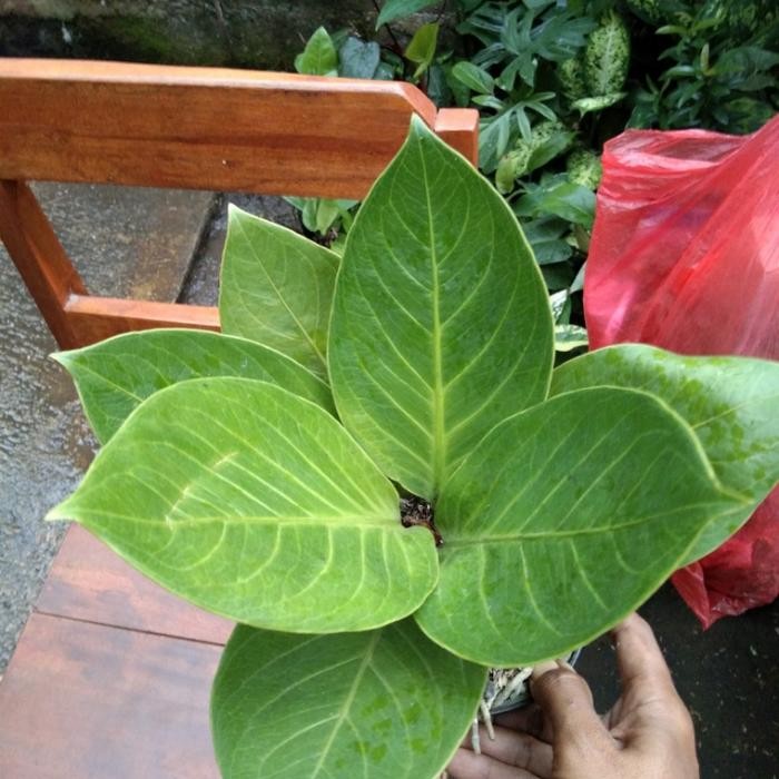 Anthurium jemani mangkok tornado