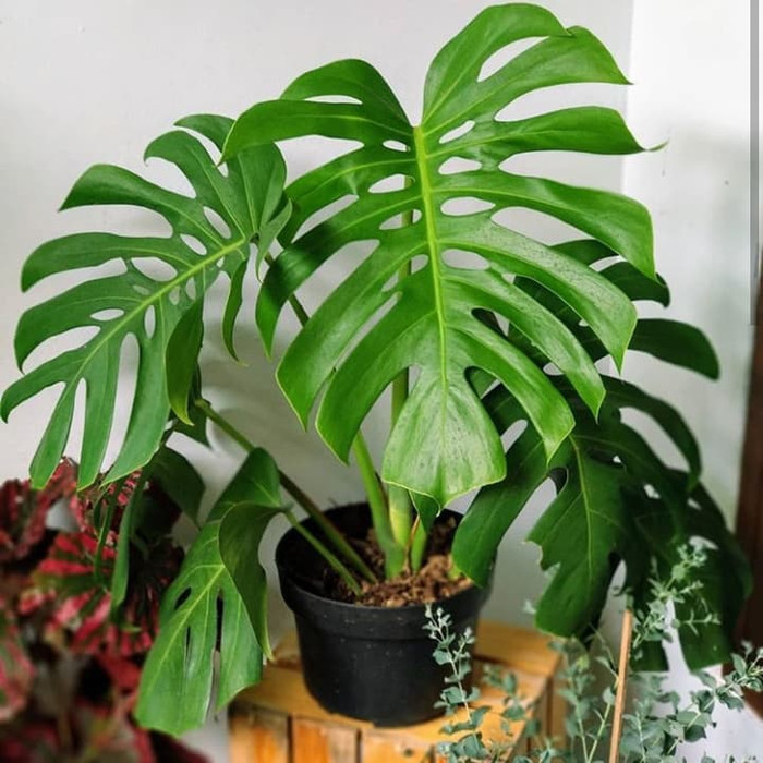 TANAMAN COLLECTION MONSTERA GIANT SUPERRR JUMBO + POT DAN BATU HIAS