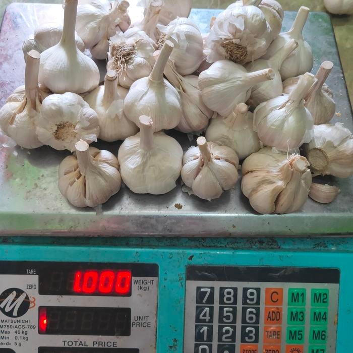 

Bawang Putih Kating Kualitas Terbaik