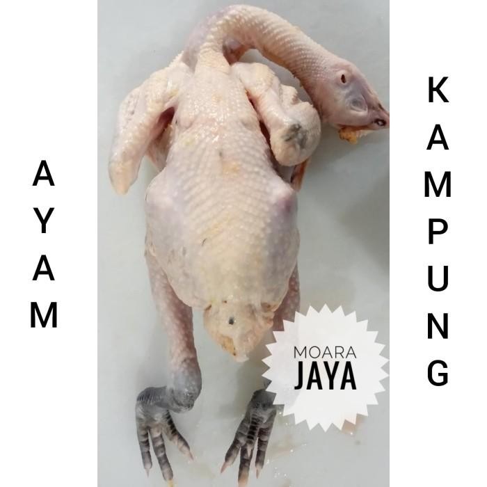 

(Expert) AYAM KAMPUNG