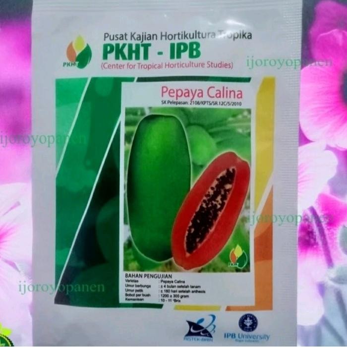 Terlaris Benih Pepaya Calina Pkht Ipb