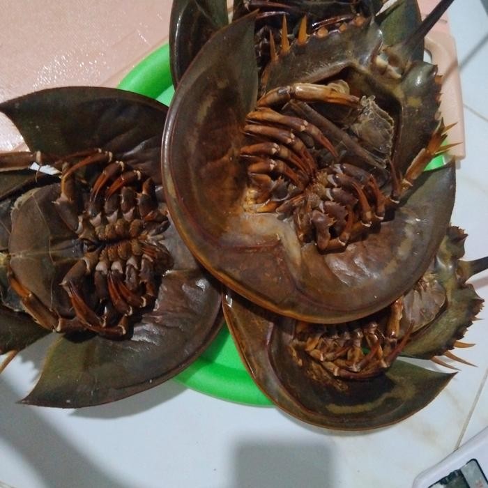 

PREMIUM telur Mimi panggang kering belangkas kepiting tapal kuda