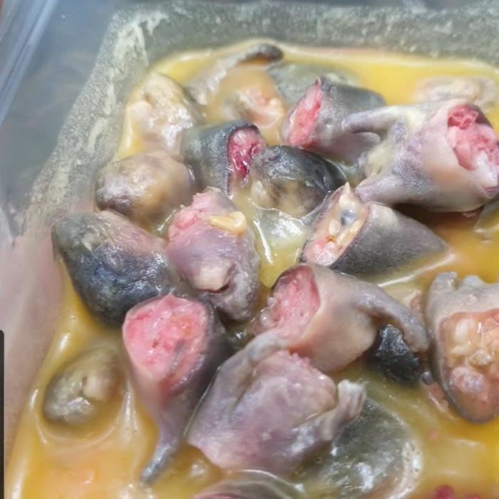 tikus oseng / tiseng /umpan galatama