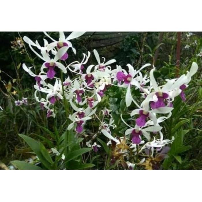 Terlaris Anggrek Dendrobium Mesagnil Dewasa Spike.Stok Terbatas