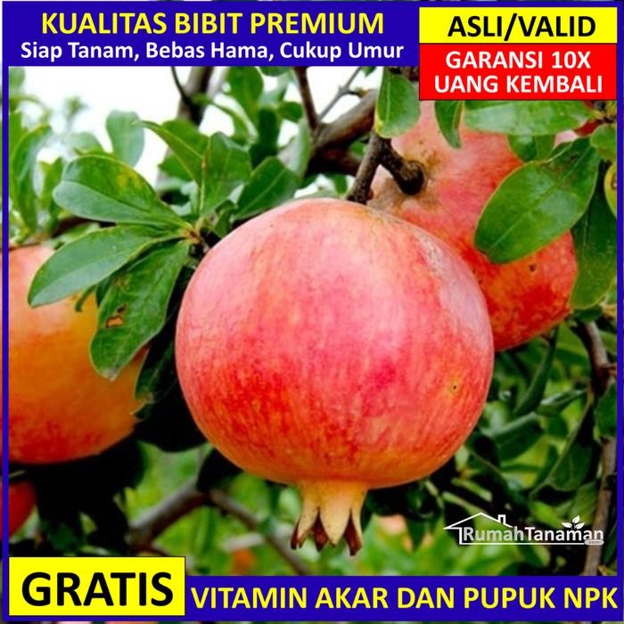 Terlaris Bibit Delima Merah Asli Bergaransi, Pohon Delima Merah Unggul Valid