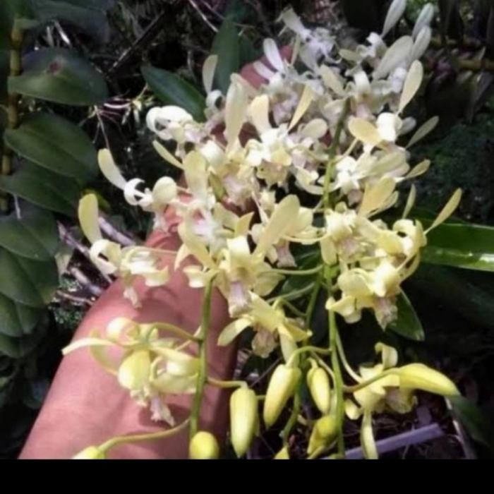 Terlaris Anggrek Dendrobium Capung Bali Dewasa