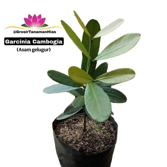Terlaris- Bibit Tanaman Garcinia Kambogia / Asam Gelugur