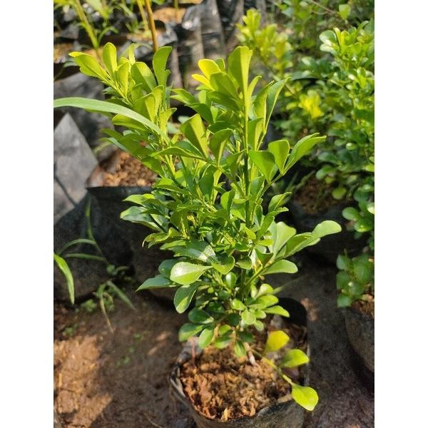 Gardening_Love Tanaman Pacar Cina - Bibit Pohon Culan - Kemuning Cina