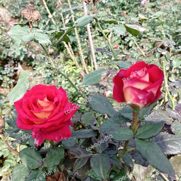 Gardening_Love Bunga Mawar Merah Friendship-Mawar Merah-Bunga Hidup Tanaman Hias