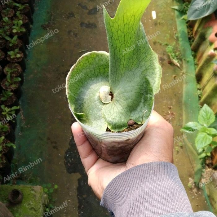 Gardening_Love Tanaman Platycerium Wandae Dari Spora