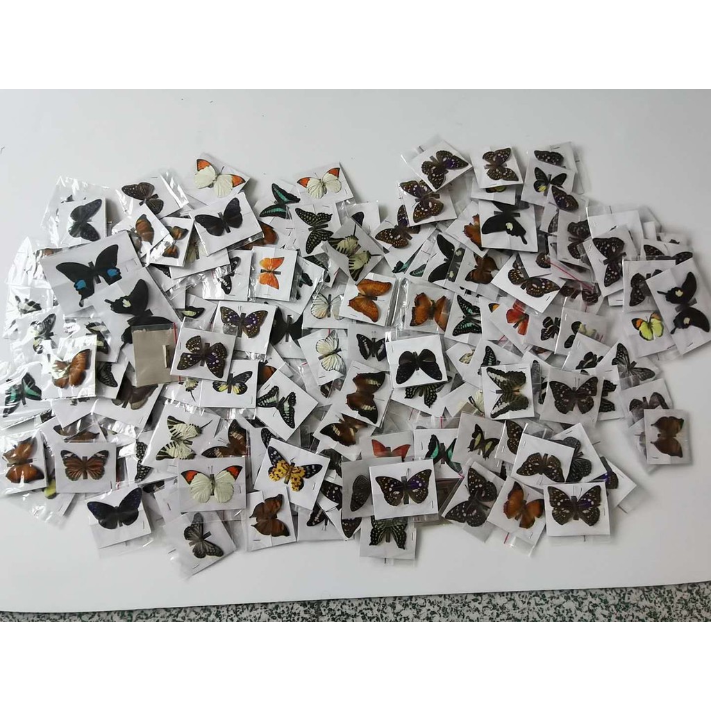 Natural Unmounted Rhopalocera, Le Papillon, Butterfly Specimen, Artwork Material Decor