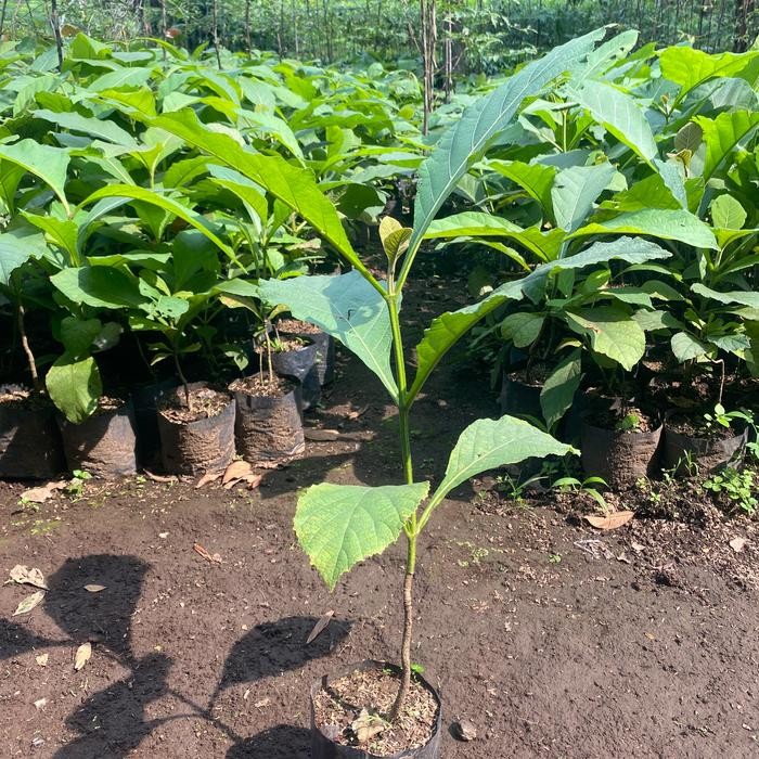 TERLARIS Bibit Jati Super - Taan Jati Emas - Pohon Jati Unggul READY STOCK