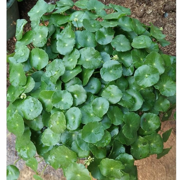 Tanaman hias air pegagan/antana/pegagan air