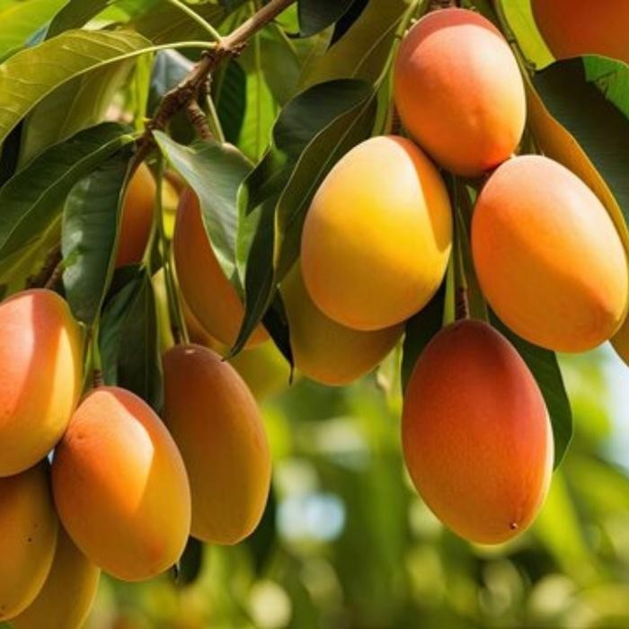 JTTOP" POC BOOSTER MANGGA 500 ML - PUPUK ORGANIK CAIR DAN ZPT KHUSUS TANAMAN BUAH MANGGA -