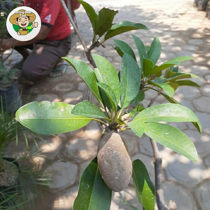 Terlaris Bibit Sawo Mentimun Jumbo Berbuah/ Berbunga Hasil Cangkok