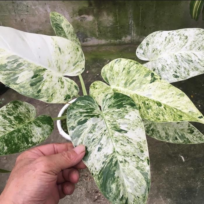 Terlaris Tanaman Philodendron Giganteum Varigata