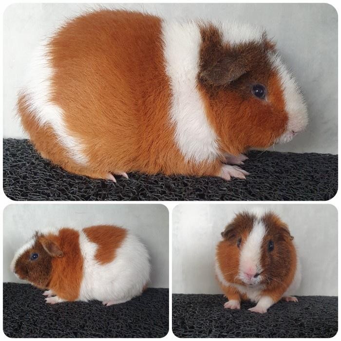 BISA GRAB MARMUT / GUINEA PIG TEDDY (GOSEND)