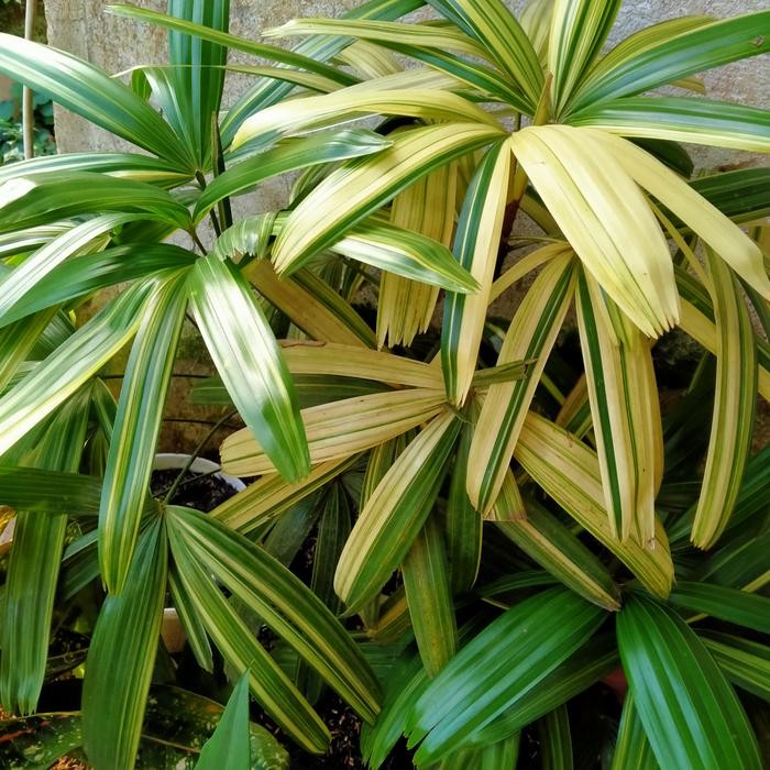 Terlaris Tanaman Hias Palem Waregu Varigata Golden