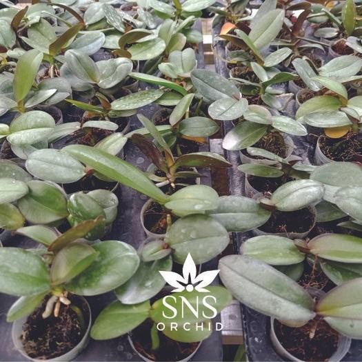 JTTOP" SEEDLING ANGGREK BULAN HYBRID TAIWAN WARNA KOLEKSI BENIH BIBIT