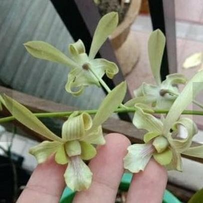 Terlaris Anggrek Dendrobium Capung Kapuas