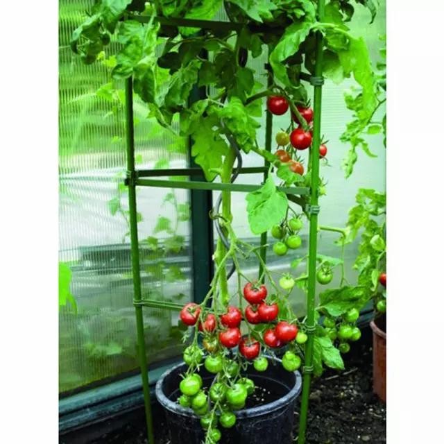 JTTOP" PENYANGGA TANAMAN / RAMBATAN TANAMAN ANGGUR