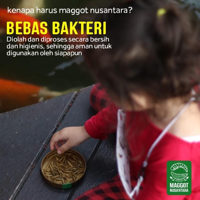 PAKAN SUPLEMEN IKAN KOI PREMIUM - MAGGOT NUSANTARA 500GR