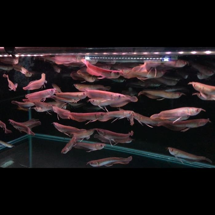 ARWANA SILVER BRAZIL SERAT MERAH 13-14CM ( GOOD QUALLITY )