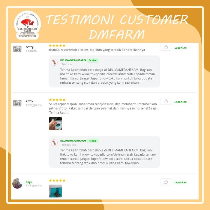 PROMO IKAN MAS KOKI RANCHU RED AND WHITE SIZE 7-8 CM FREE PELET