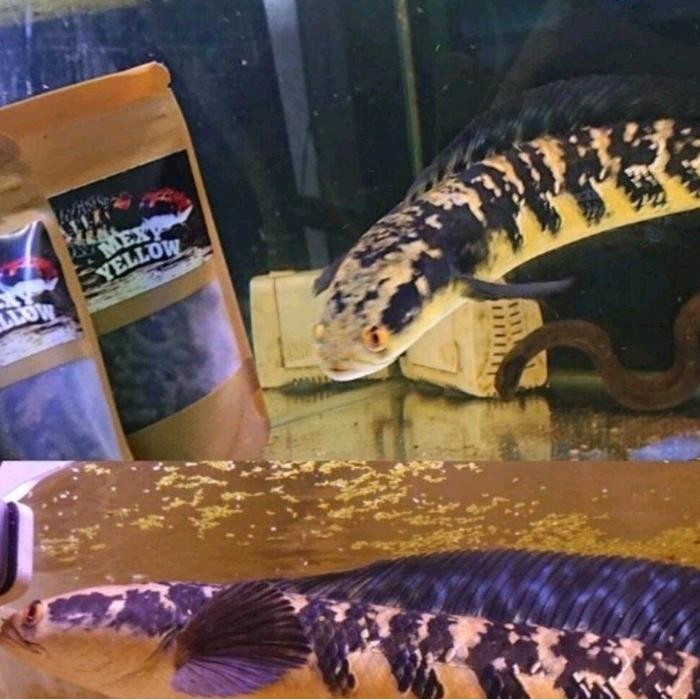 PELET MEXY YELLOW MEMPERTEGAS BATIK DAN BUNGA PADA CHANNA MARU MAKANAN IKAN GABUS PELIHARAAN PELET