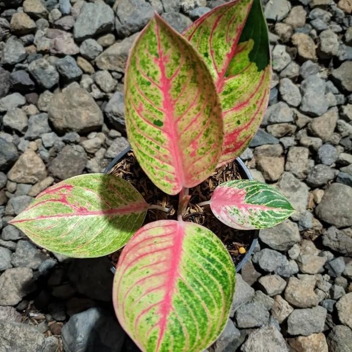 Terlaris Tanaman Hias Aglonema Goliath Trah Merah
