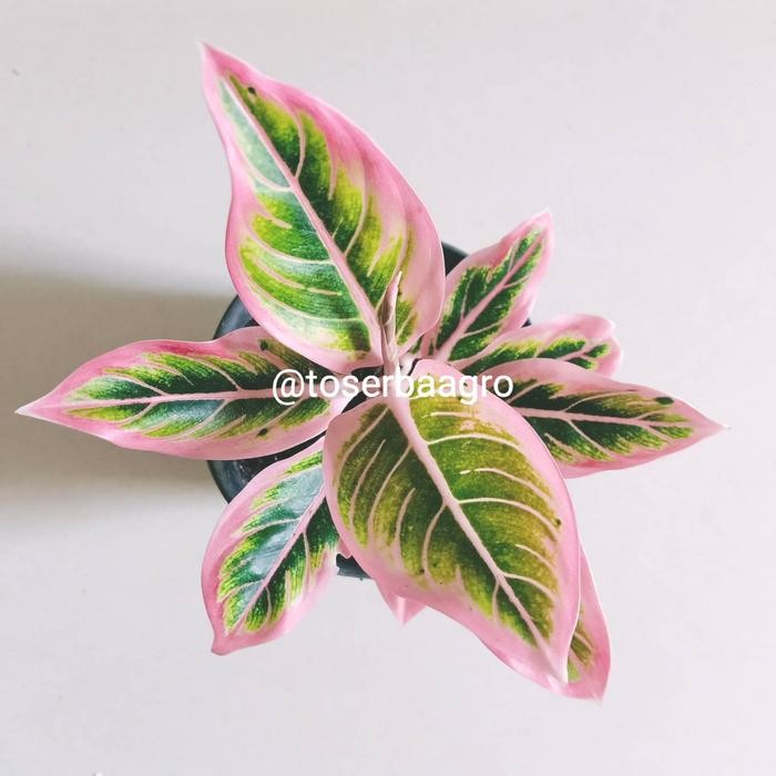 Terlaris Aglonema Lotus Delight / Aglaonema Lotus Delight / Lotus Delight