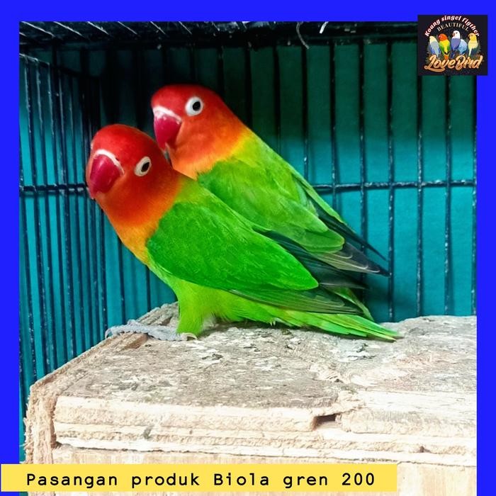 burung lovebird sepasang biola gren produk