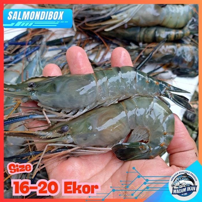

Udang Galah Fresh Isi 16-20 Ekor/Kg