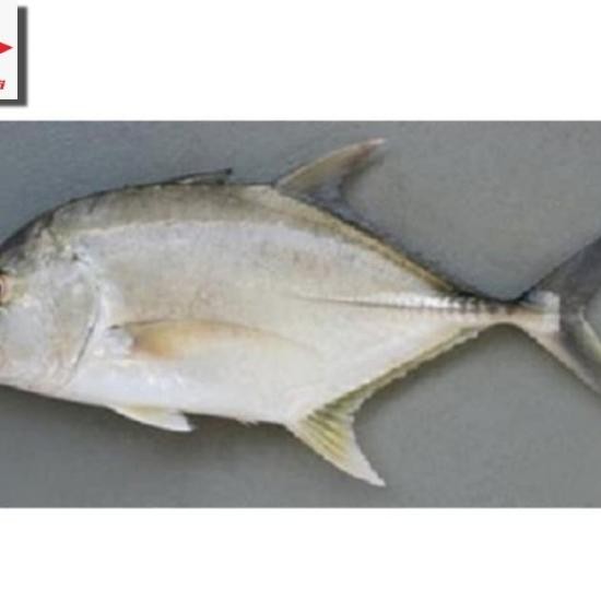 

Ikan Kuwe Kwe Segar Grade A - 1 Kilogram