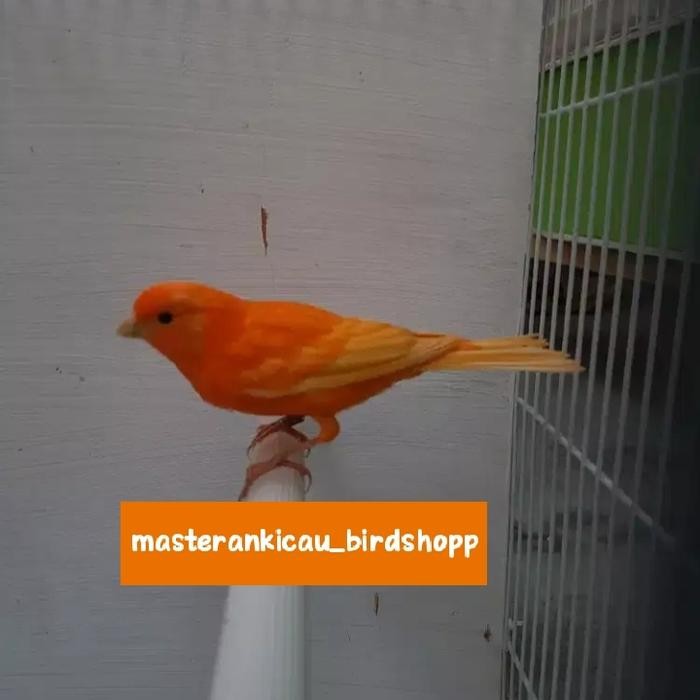 burung kenari merah lokal merlok bahan prospek super