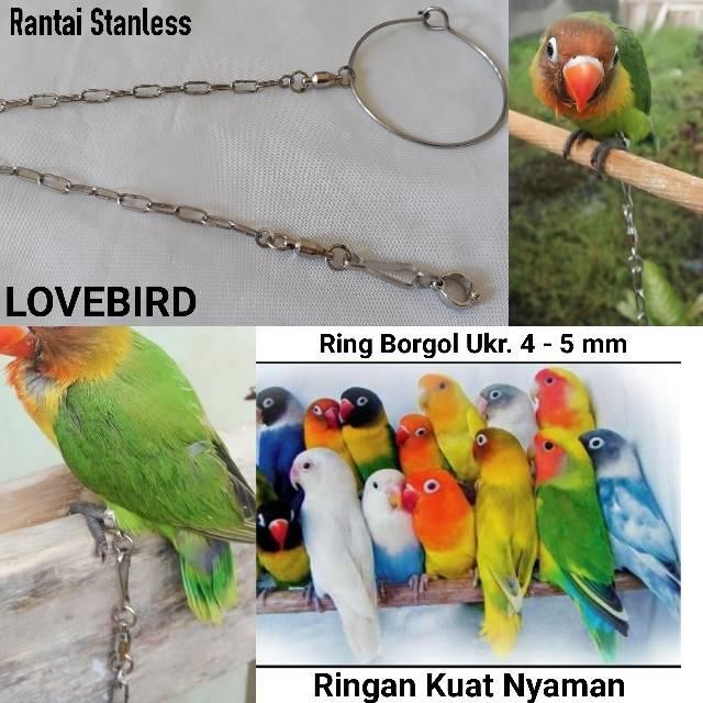 Rantai falk cockatiel bahan stainless