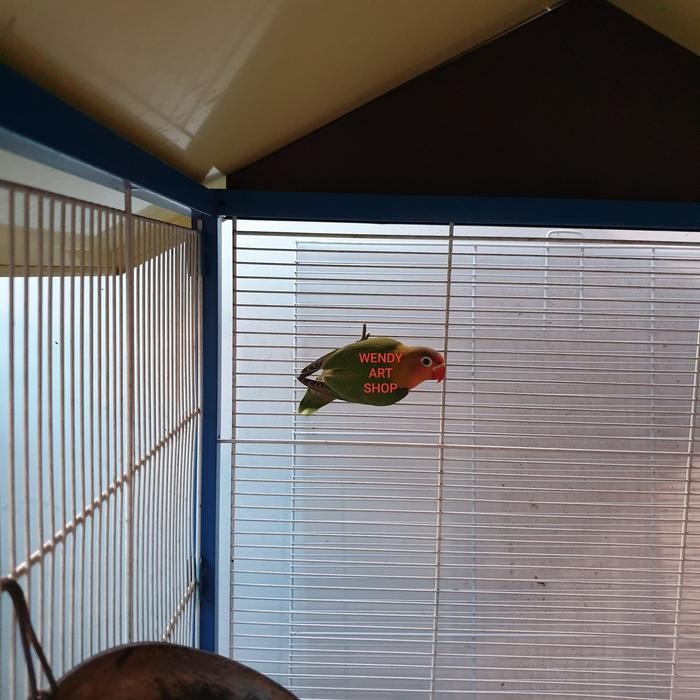 Anakan Burung Lovebird Non-Ring