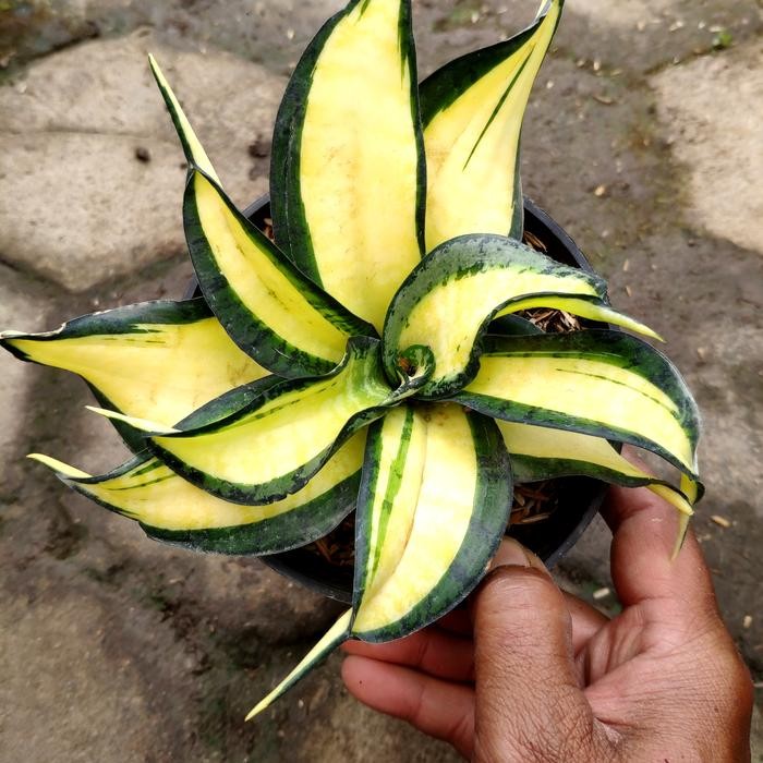 tanaman Hias sansevieria Golden Wendys