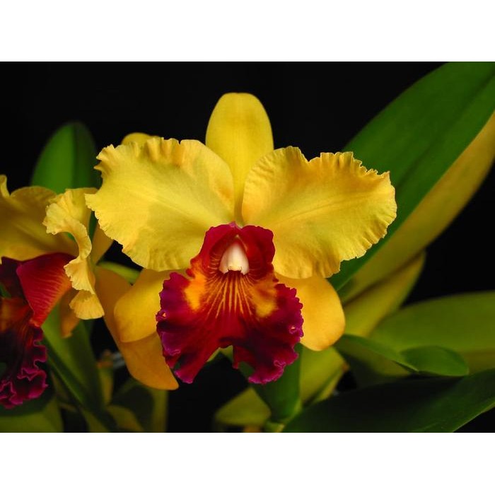 Anggrek Remaja Cattleya