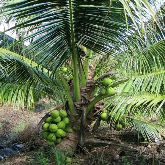 Bibit Kelapa Pandan Wangi Thailand , Kelapa Genjah Super