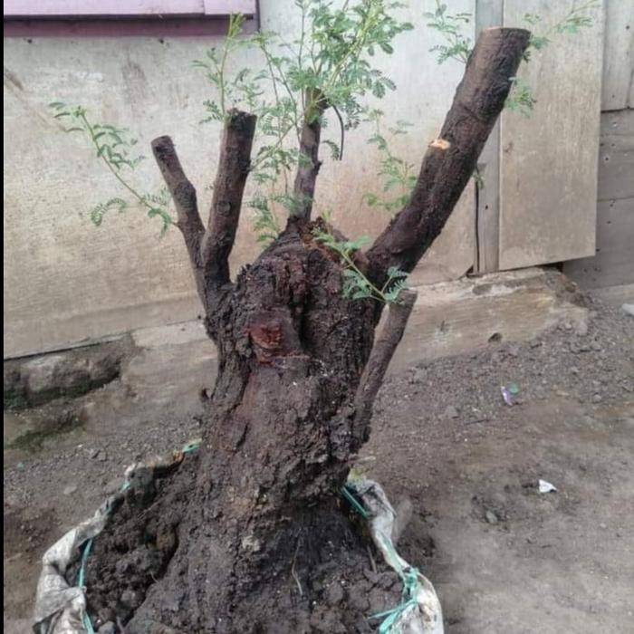 Tanaman Bonsai Klampis Arabika 40 cm Bahan REAL PICT Terbatas KD 02058