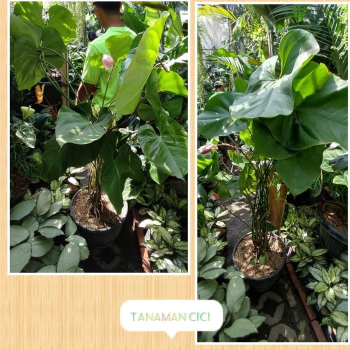Tanaman Anthurium bunga besar tanaman hias surabaya