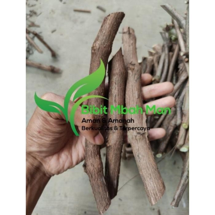 Cutting anggur lokal red master/rm ukuran snowman dapat 10 batang