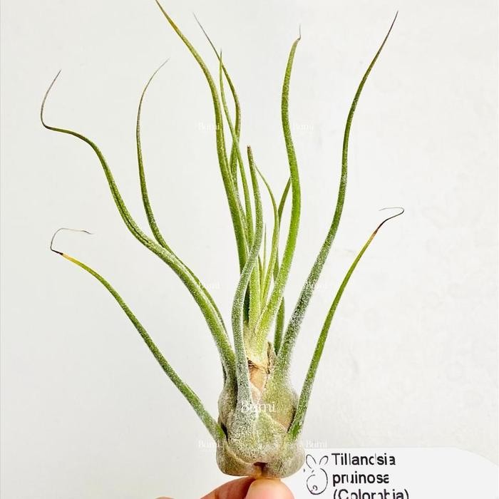 Tillandsia pruinosa 'Colombia' - Bumi Air Plants Tanaman Udara