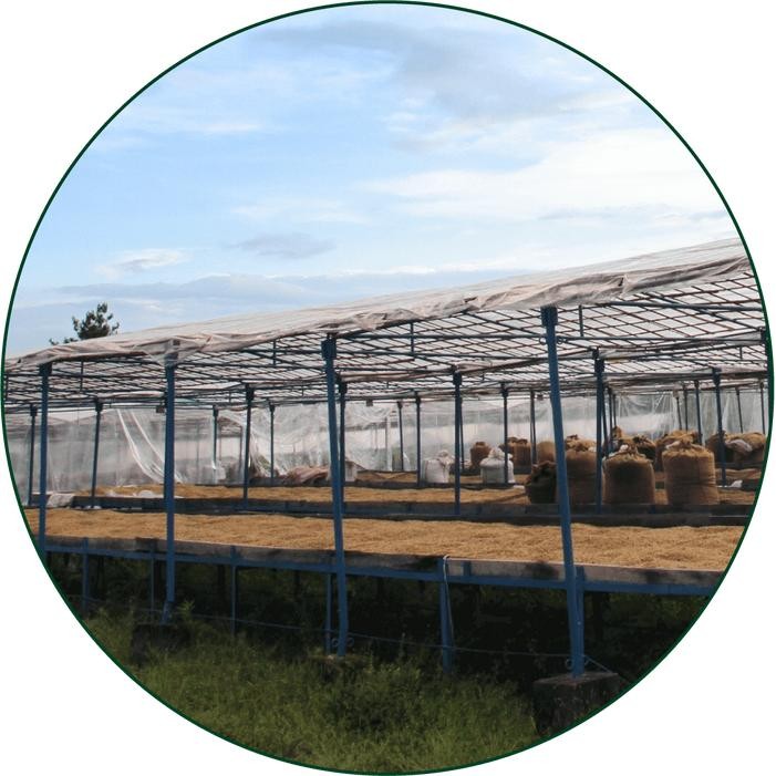 

ARABICA GREEN COFFEE BEAN - TORAJA SAPAN