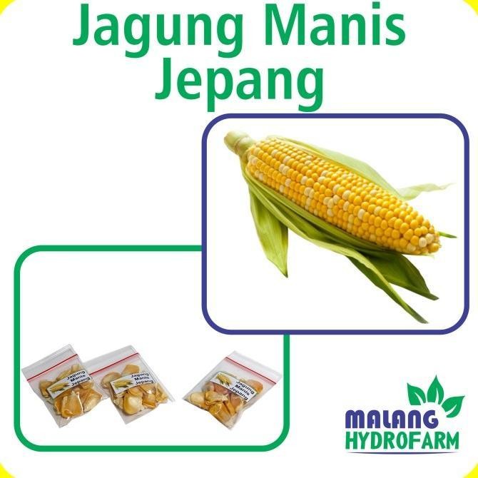 Benih Jagung Manis Jepang Unggulan Berkualitas biji bibit repack hokkaido tomorokoshi hydroponik
