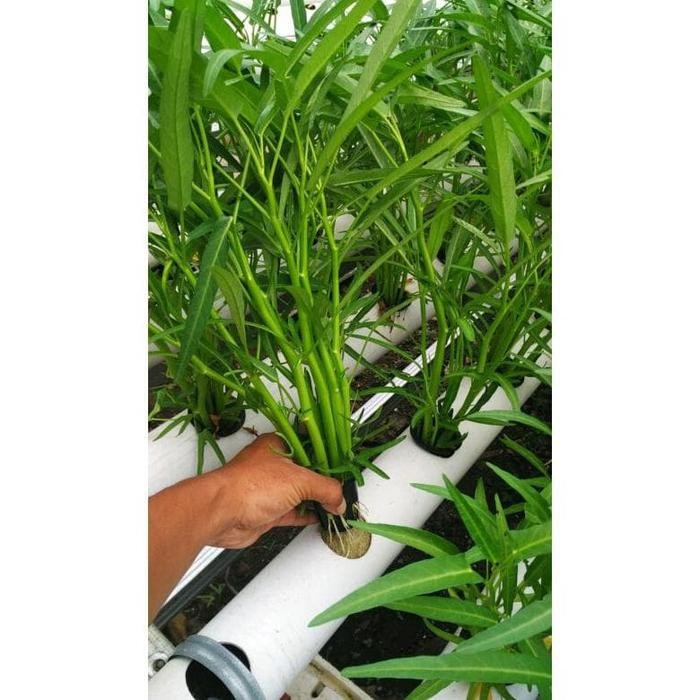 Repack 500 Benih KANGKUNG SUPER - Bibit Tanaman Sayur Hidroponik