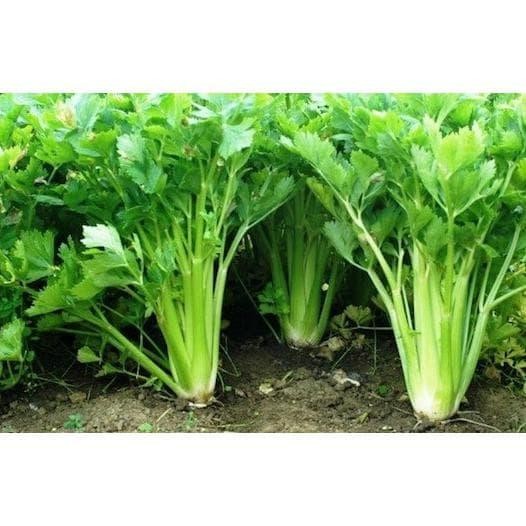 200 Benih Seledri Summer Bibit Tanaman Sayur Sayuran Hidroponik