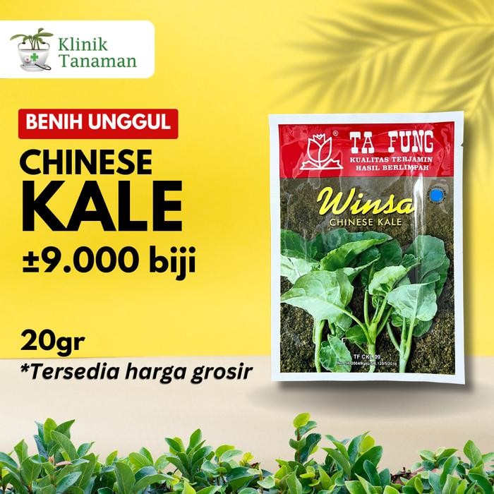 Benih Kailan Chinese Kale Winsa Sharp Leaf 20gr (5.650 Biji) Bibit Kailan Winsa Benih Kailan Ta Fung